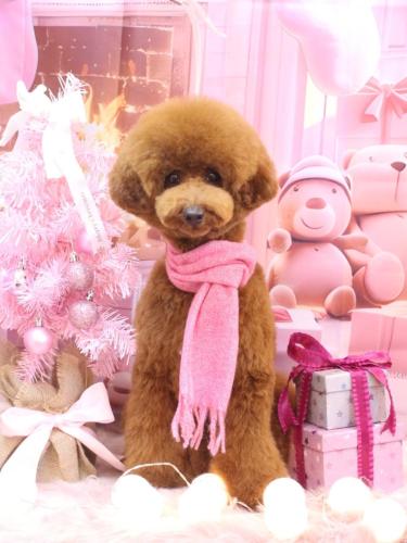 20241206ちょびちゃん